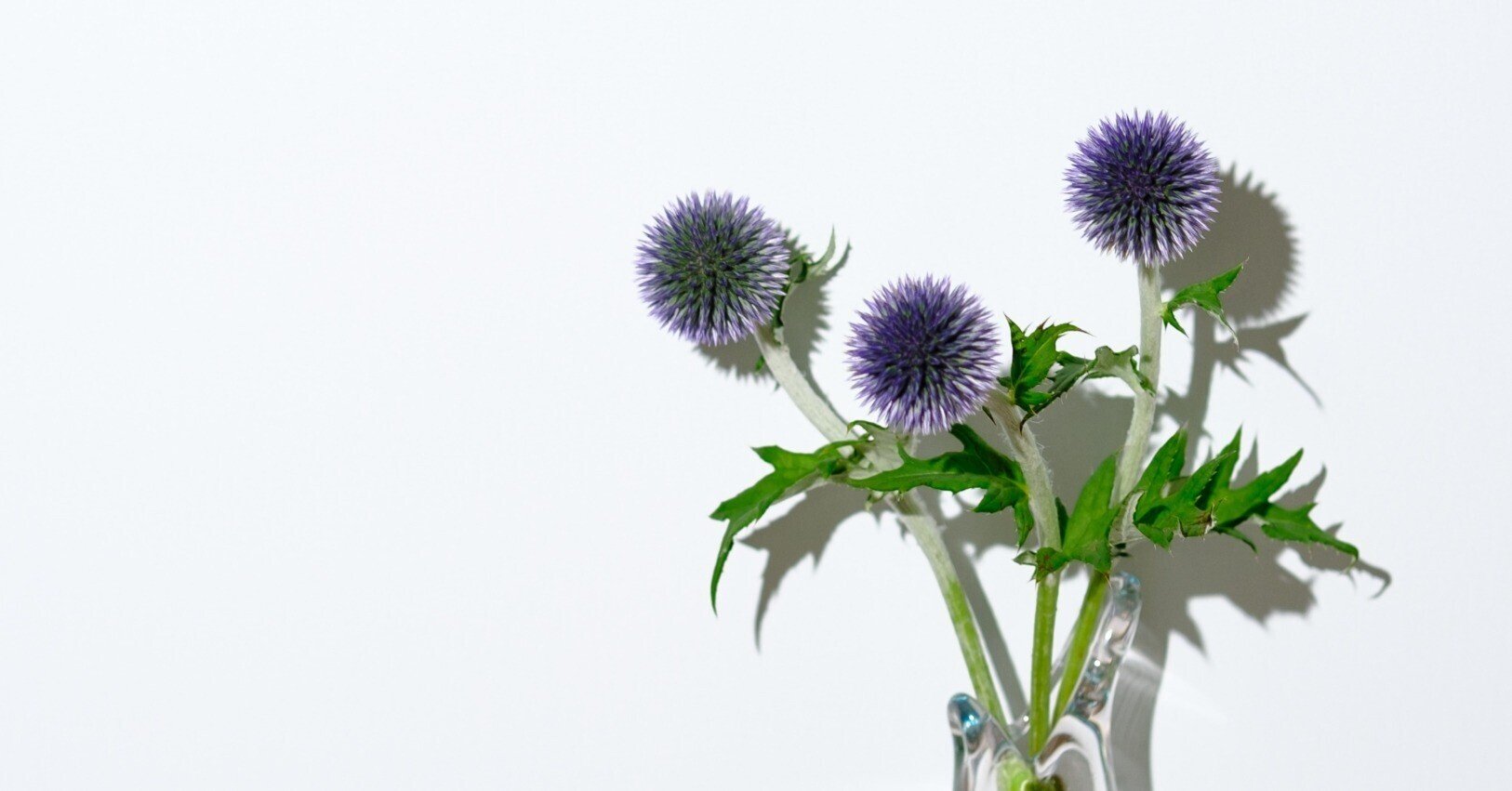 瑠璃玉薊（ルリタマアザミ）｜タキツネ | 花の写真を撮ります