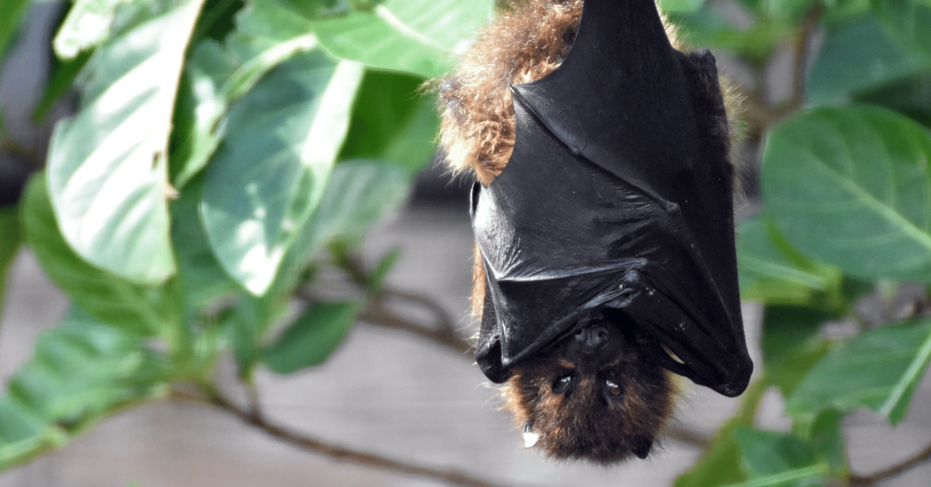 2003年のバット＆ホール （The Bat＆Hole at 2003）｜ひらばる まなぶ（平原 学）