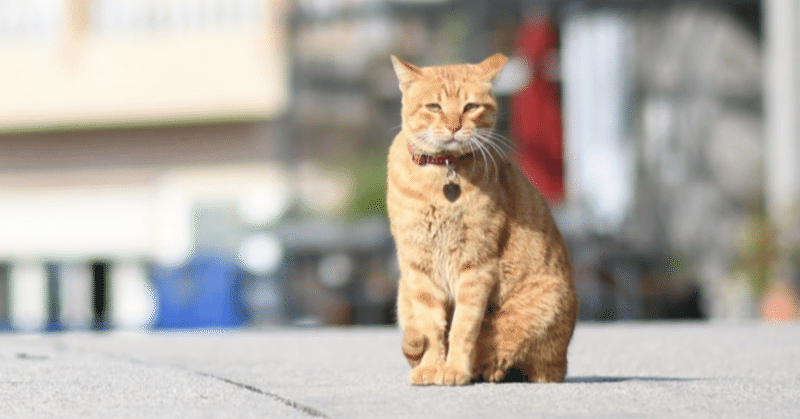 【台湾カメラ散歩】馬祖の猫は悟を開いた顔をしていた