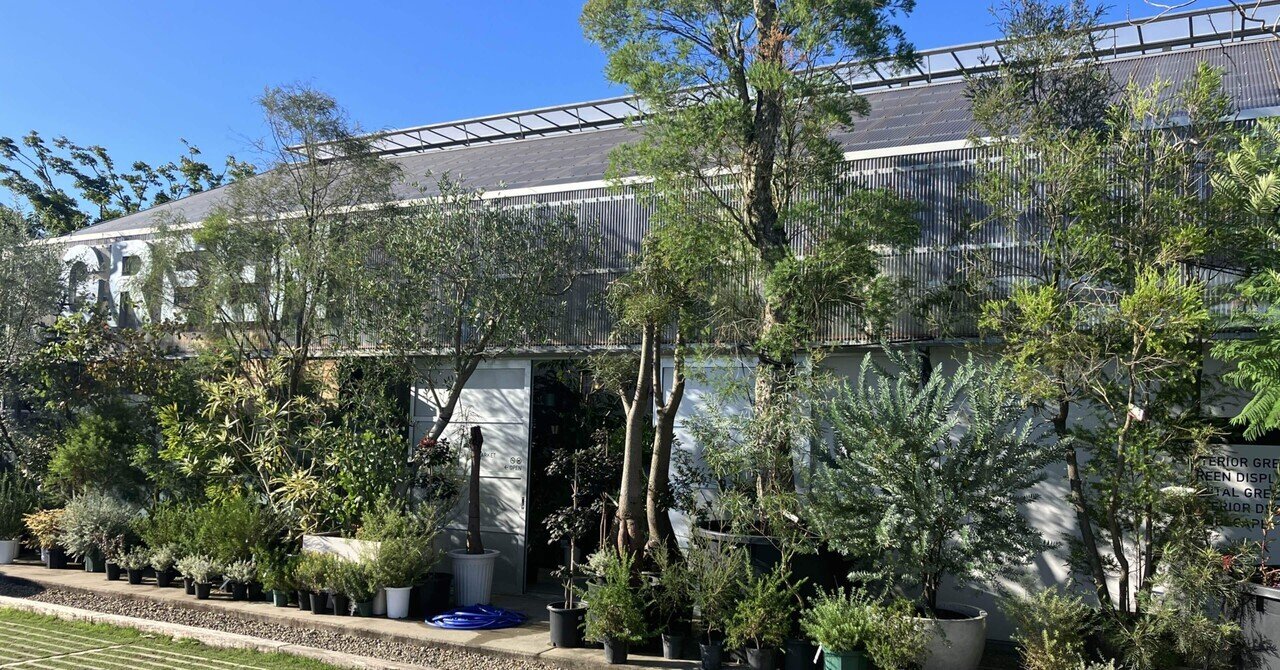 2.5mエジプト産屋外植物