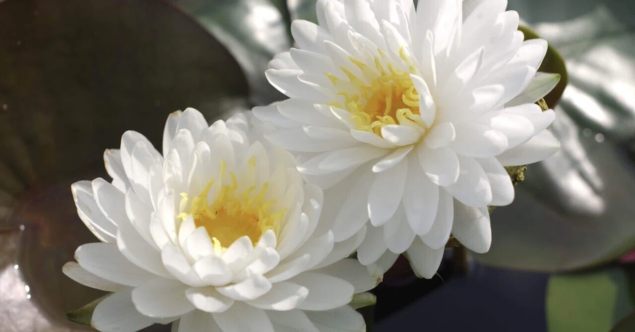 温帯睡蓮のサイアム・ダイヤモンド今年「2020年睡蓮と花蓮」の 華やか 