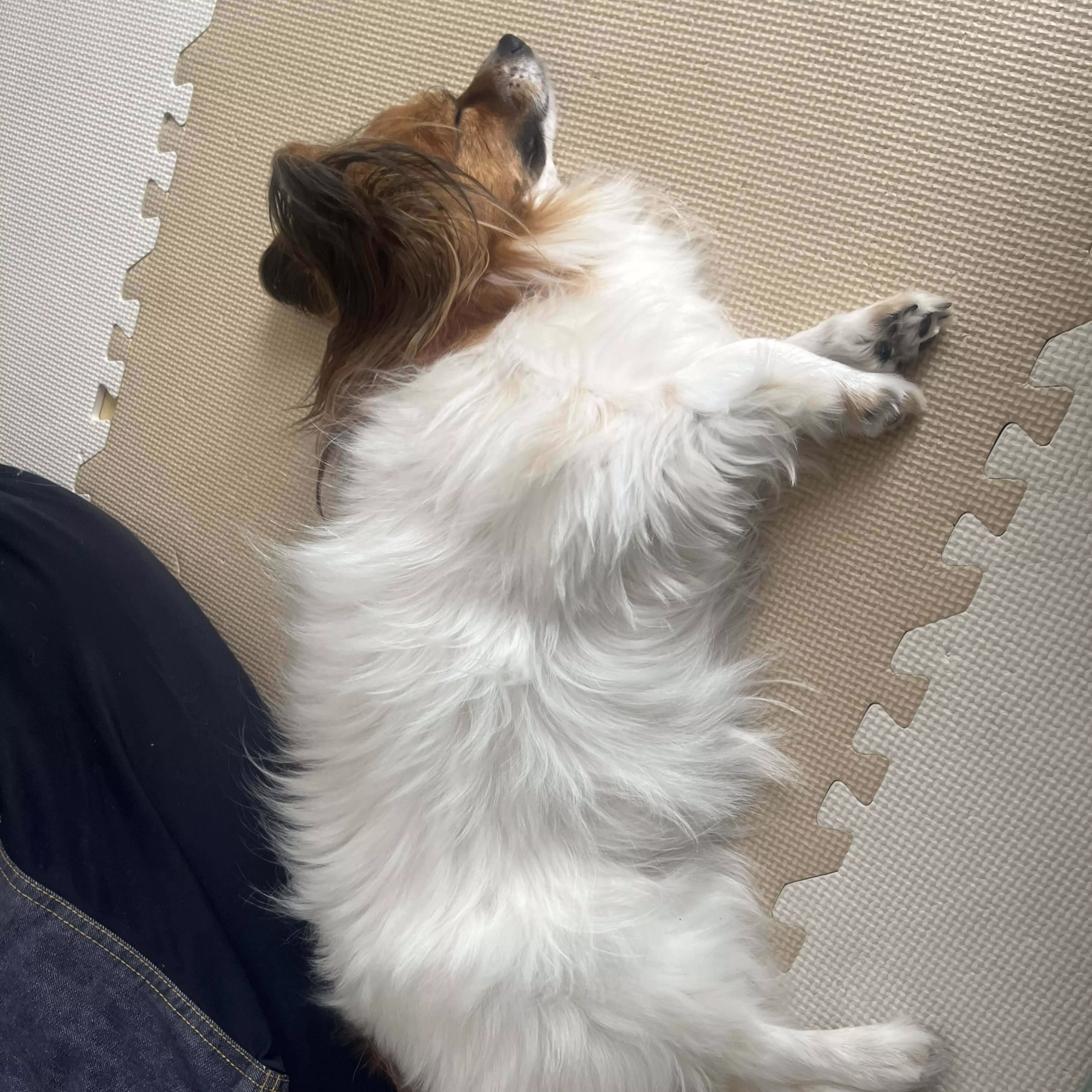 めいたろう