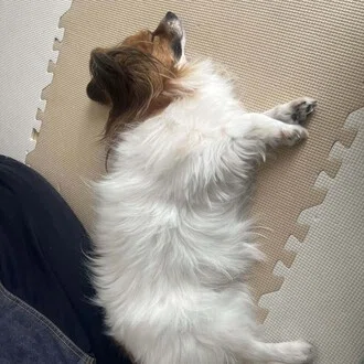 めいたろう