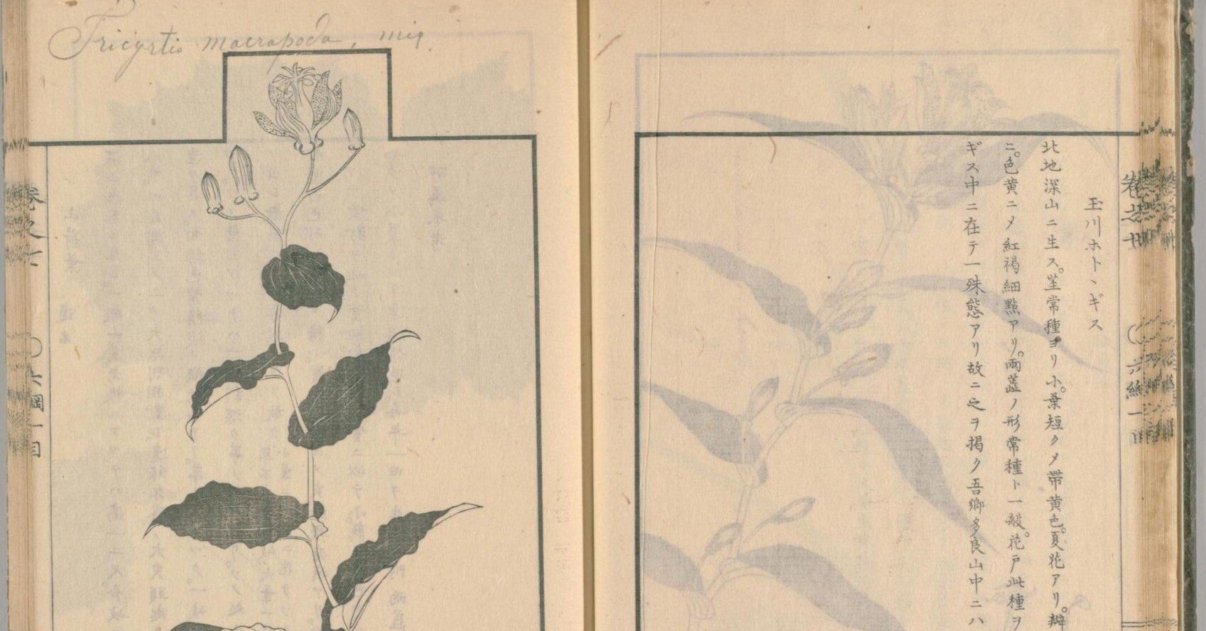 草木図説』の中の玉川ホトトギス－牧野富太郎と飯沼慾斎｜NOKISAKI書店