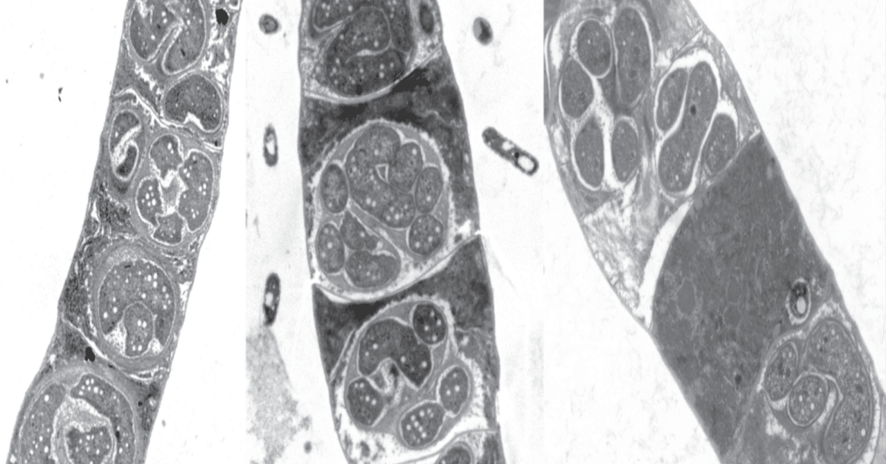 土壌バイオクラスト中のシアノバクテリアに対するバクテリア捕食の高い影響｜哉百名, image size:1280x670