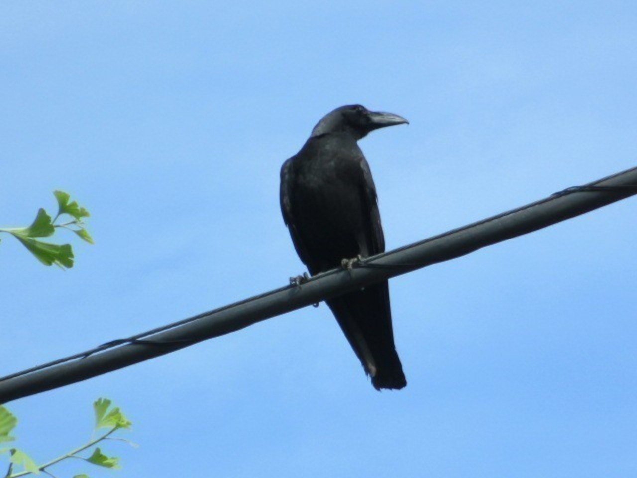 実話 カラスの怖い話 Elix Note