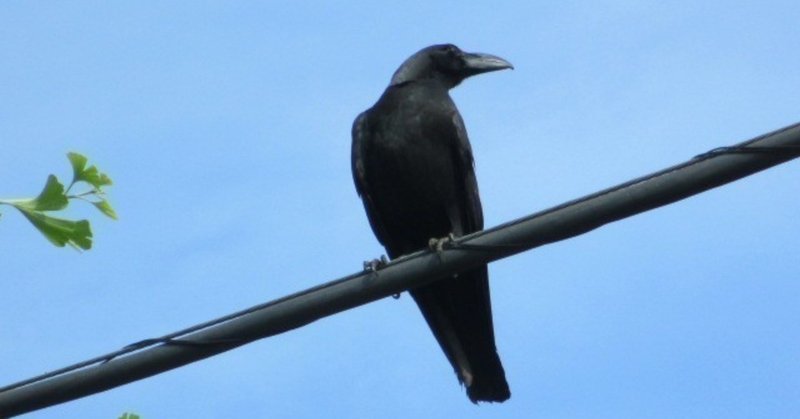 実話 カラスの怖い話 Elix Note