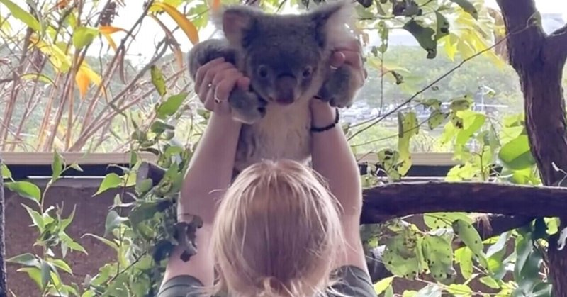 【旅ログ】ケアンズ②至近距離のコアラかわいすぎる