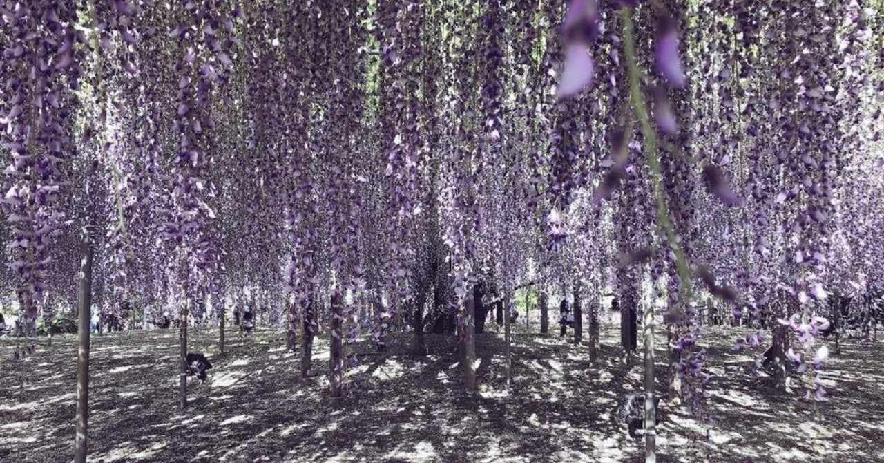 会社で藤を種から育て始めました あきすとぜねこ Note