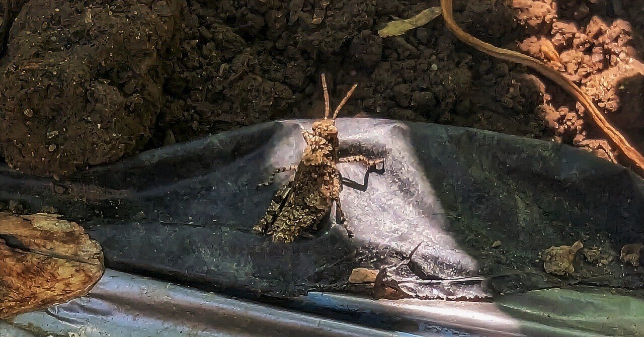 畑の虫たち イボバッタの赤ちゃん｜annon