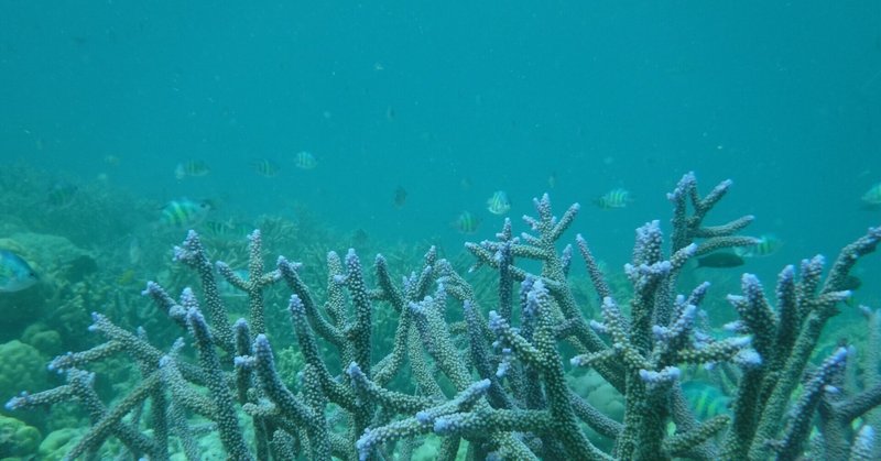 青い海に満月が浮かぶ国 パラオ