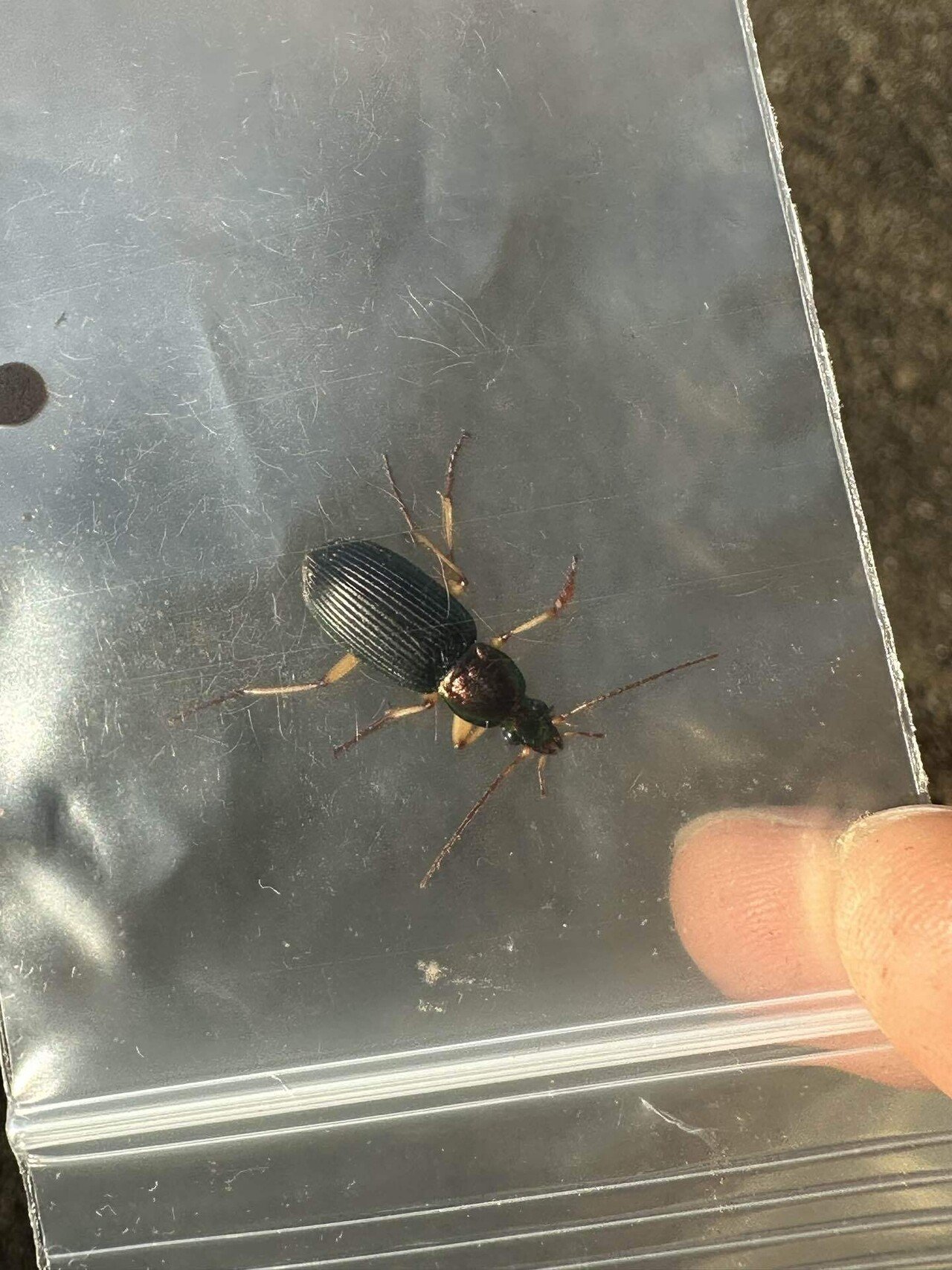 アオヘリアオゴミムシの新規ポイントを開拓｜トモロウ