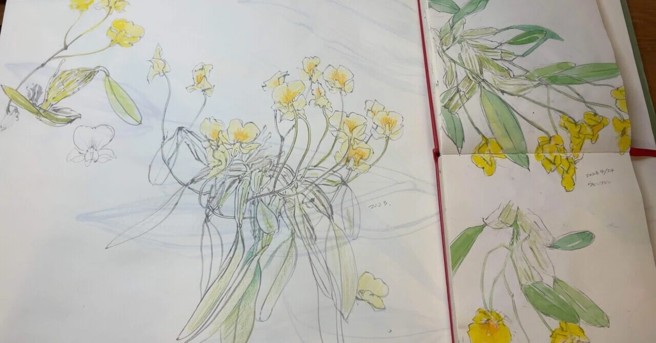 のんびりたのしむ植物スケッチ帳｜nyororo @美術準備室