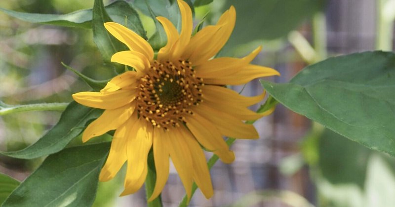 夏の花々とアゲハチョウ