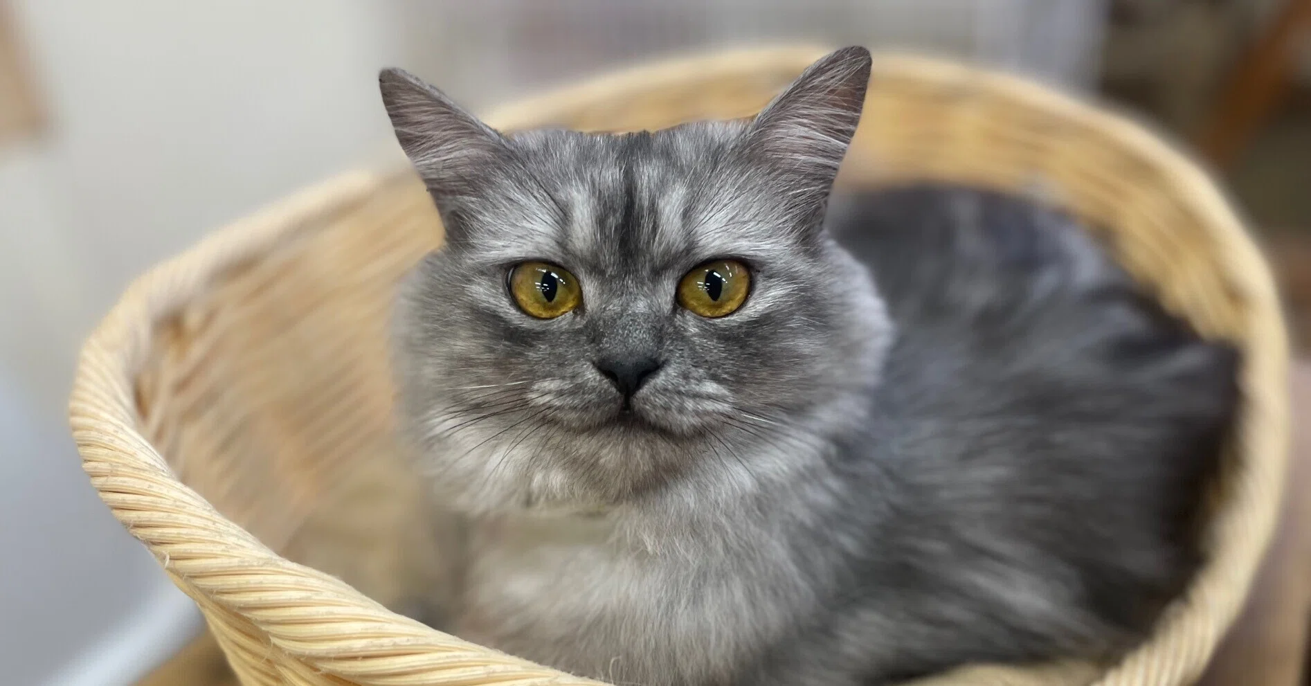 新入り猫の紹介🐈｜那須どうぶつ王国公式note