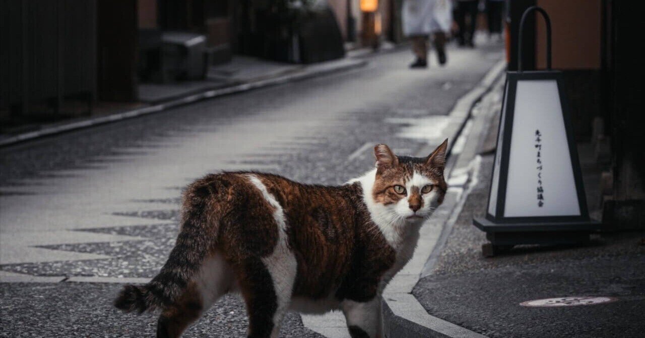 京都の全てを知りつくしたような一匹のキジ白猫に遭遇！古都の