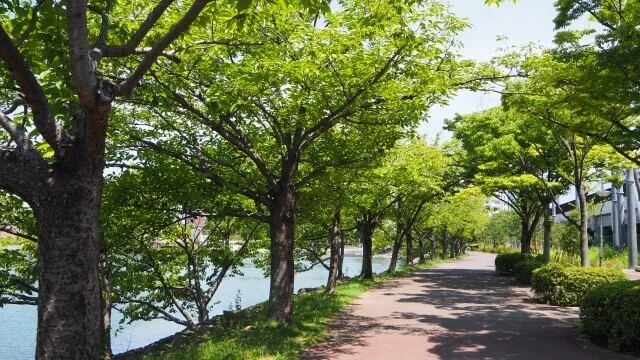 つぶやく一句 『ボクサーとコーチと竹刀夏木立』 昭和か。でも頑張れ。 (季語夏木立・三夏)|亀山こうき/俳句の水先案内人