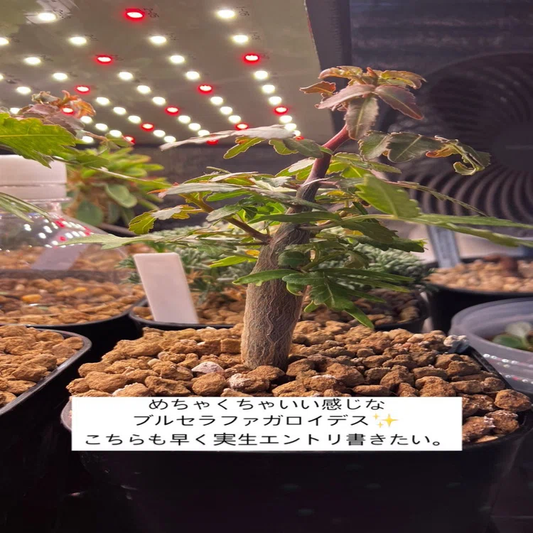 ブルセラ・ファガロイデス（実生） 現品限り】ブルセラ・ファガロイデス 実生【C100】 Bursera fagaroides