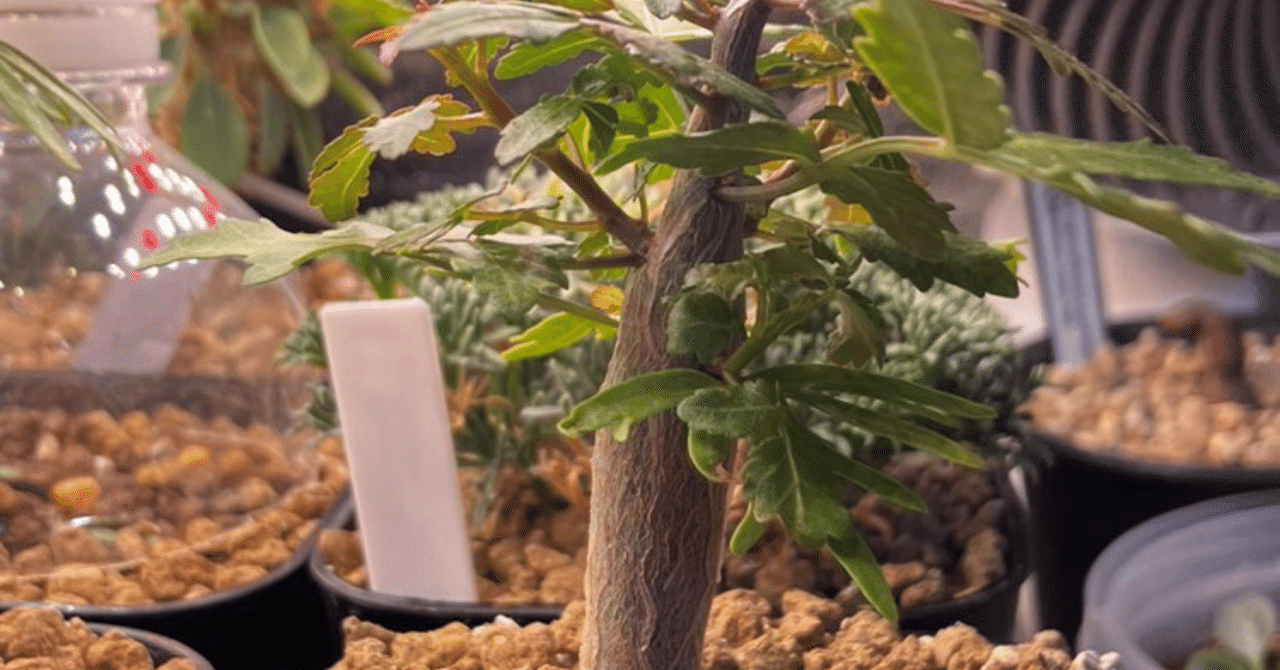 ブルセラ・ファガロイデス実生記録(2023.5.5〜)｜きりん