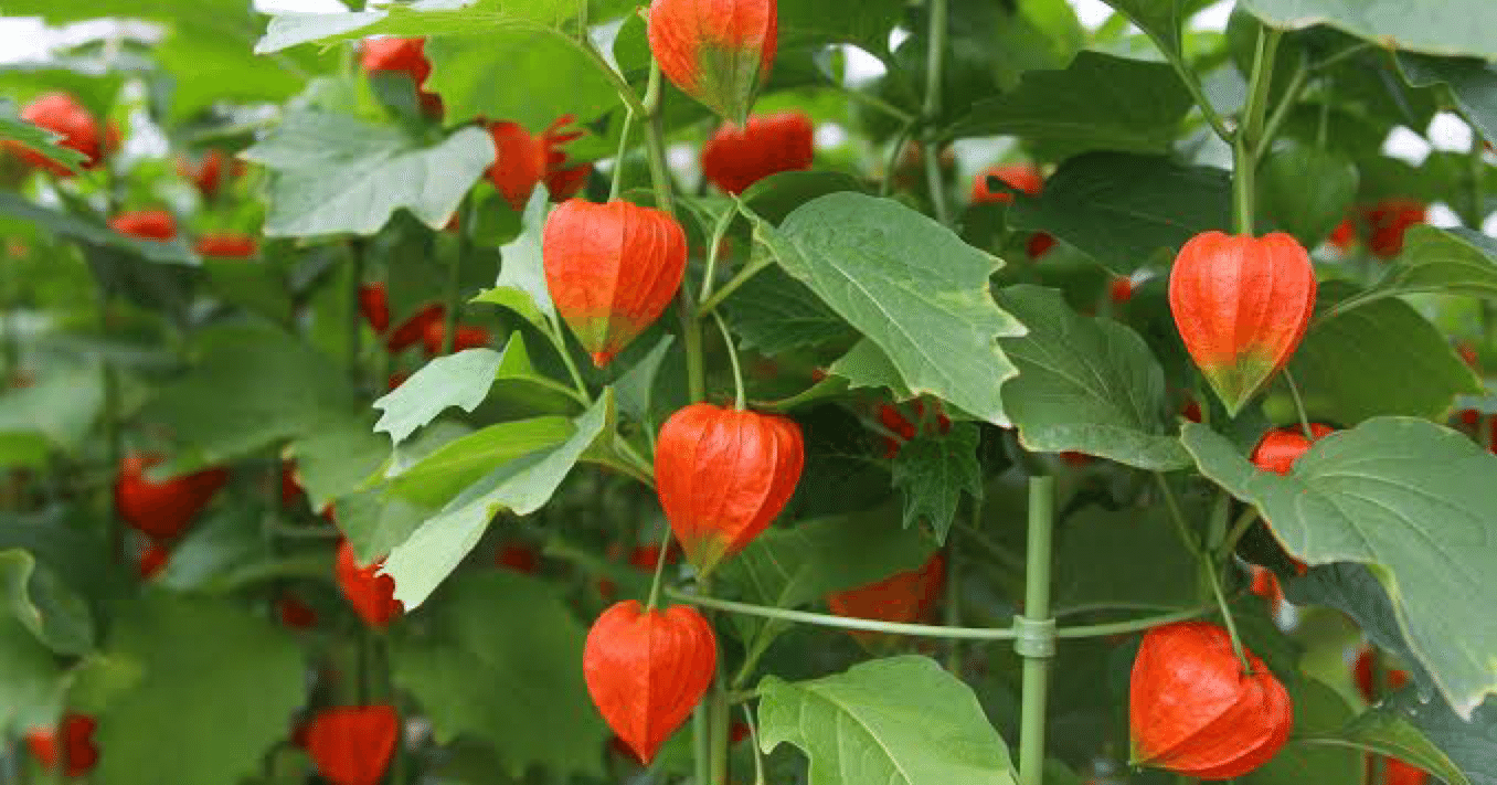 草花あそび図鑑🌿ホオズキ(鬼灯)｜『あそび』と『まなび』研究所