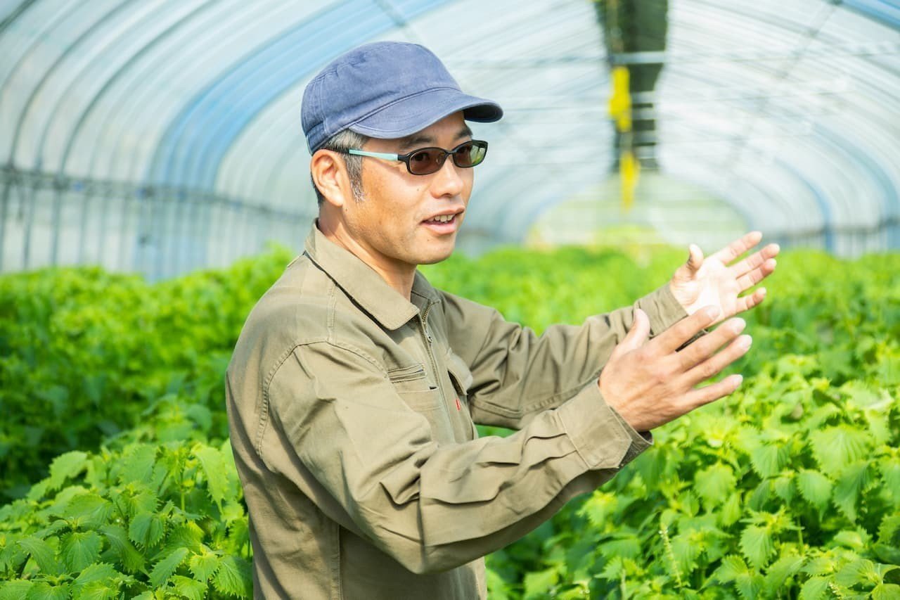 大葉農園 4 始まりは父が建てたビニールハウス。試行錯誤し辿り着いた、深く甘い
