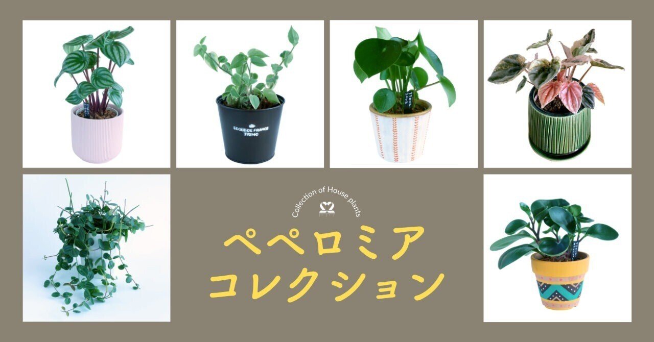 観葉植物 〜ペペロミアコレクション〜｜22mm