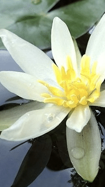 日本の植物学の天才だけど超自分勝手で変人さんらしく、「あんな人と結婚したくないね」と春先に桜を見ながら友人と話してましたが、ごめんなさい