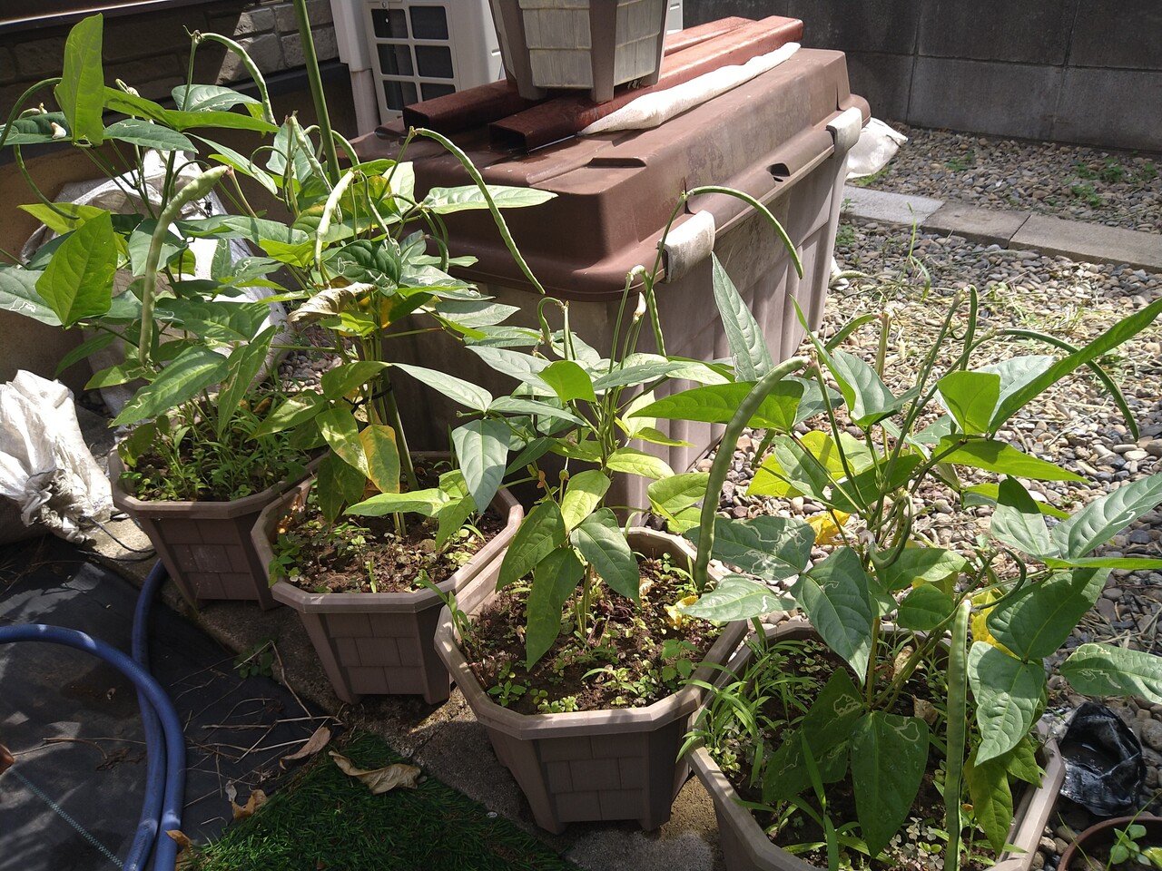  250人分の豆は何キロ？