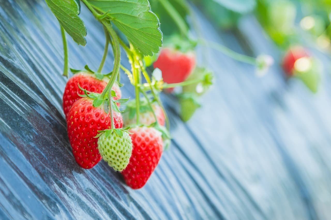 7 経営力を身につけ前進を続ける9代目 夢は いつか片平をイチゴの里に フロンティアファーマーズ 生産者のストーリー Note 7 経営力を身につけ前進を続ける9代目 夢は いつか片平をイチゴの里に フロンティアファーマーズ 生産者のストーリー Note