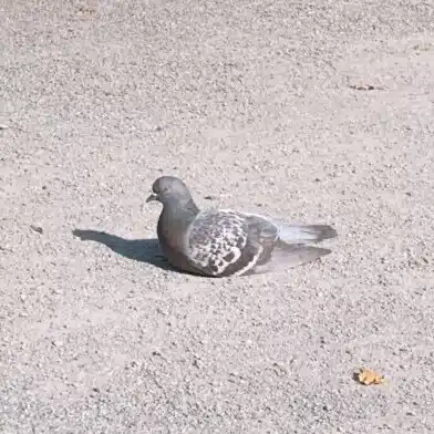 ゆるふわ無職