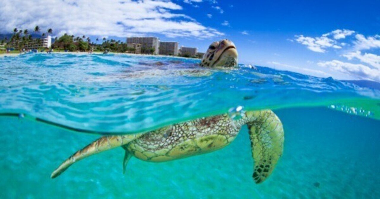 高砂淳二のハワイ 海、山、生物｜Susie@Honolulu, Hawaii