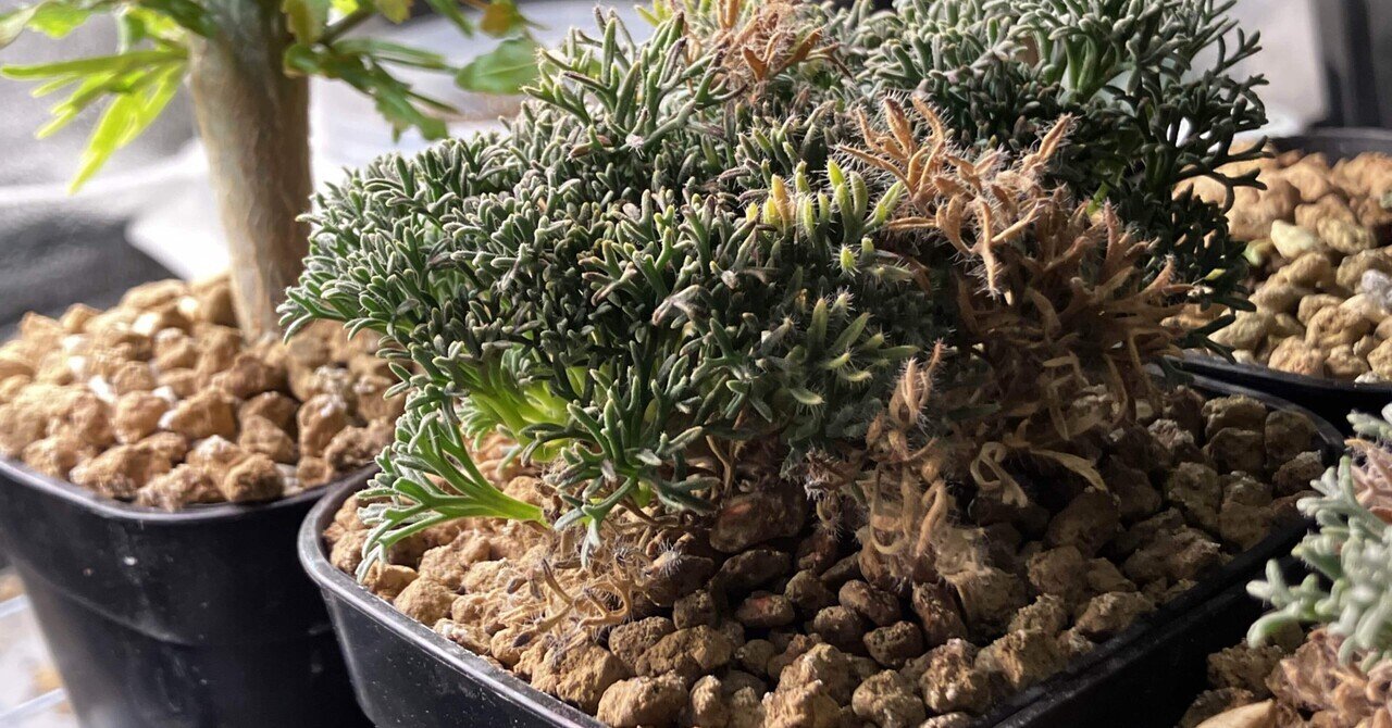 実生3年目】モンソニア ヘレー 