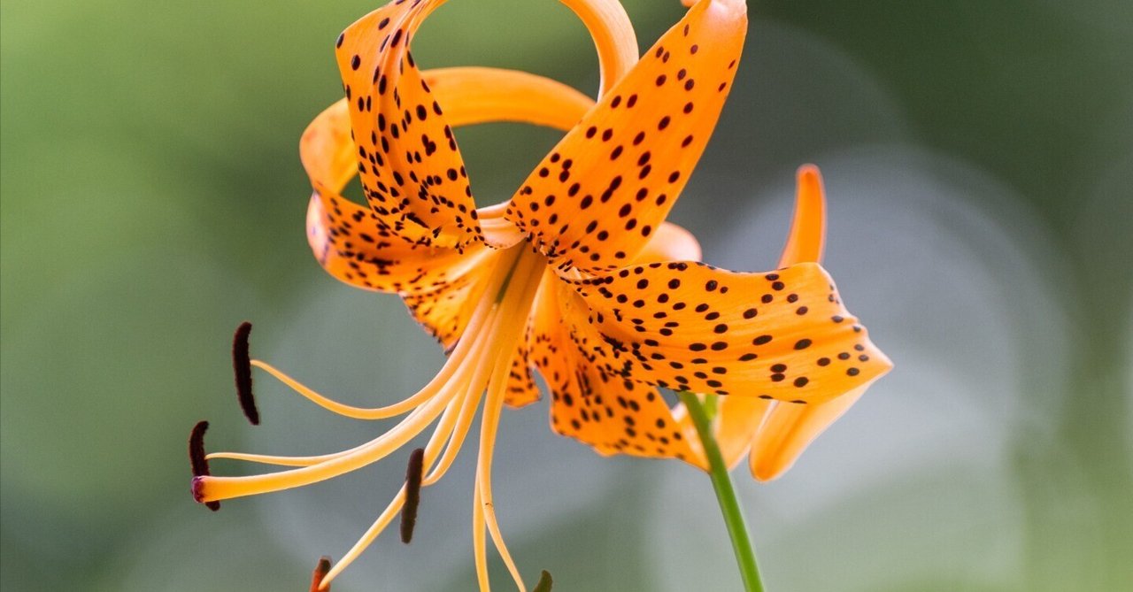 額入りの百合の花です。お気に入りの作品 額入りの百合の花です。お気に入りの作品 ゆり - 押し花 額