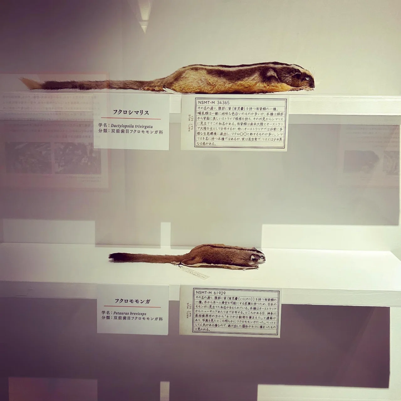 企画展「科博の標本・資料でたどる日本の哺乳類学の軌跡」に行ってきた