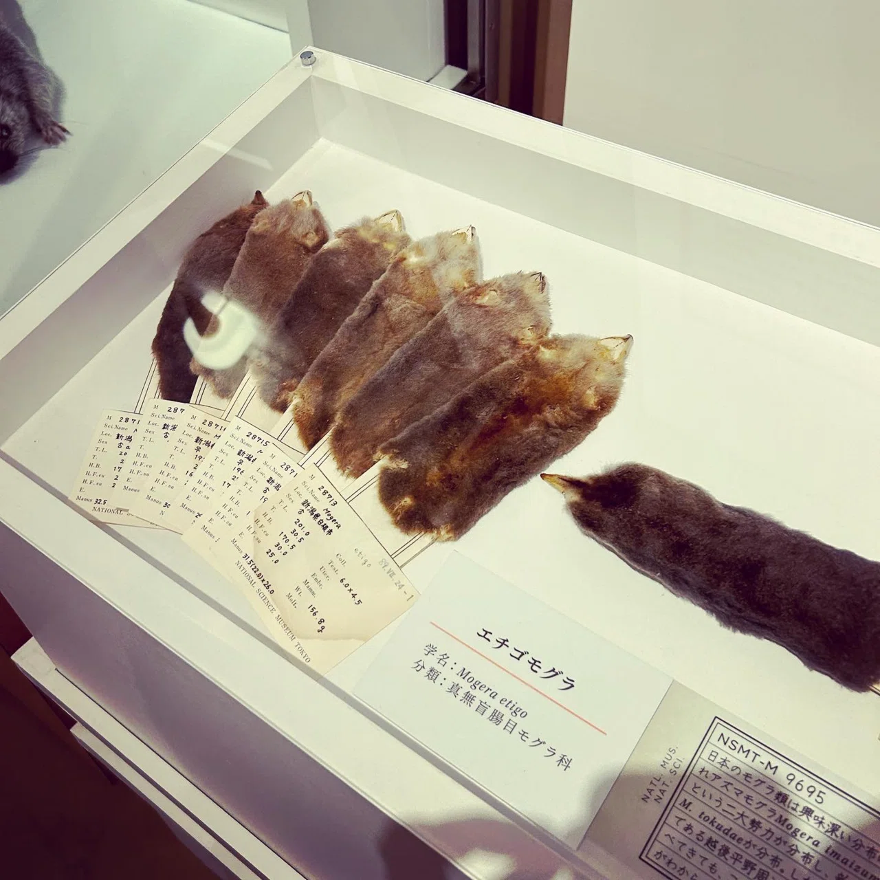 企画展「科博の標本・資料でたどる日本の哺乳類学の軌跡」に行ってきた