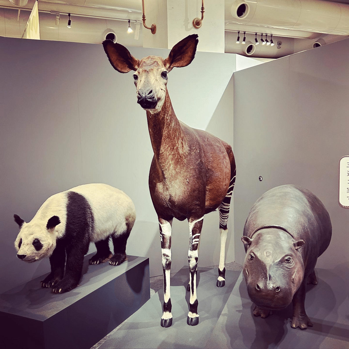 ツノのある動物図鑑 会場限定 国立科学博物館フィギュア 生き物