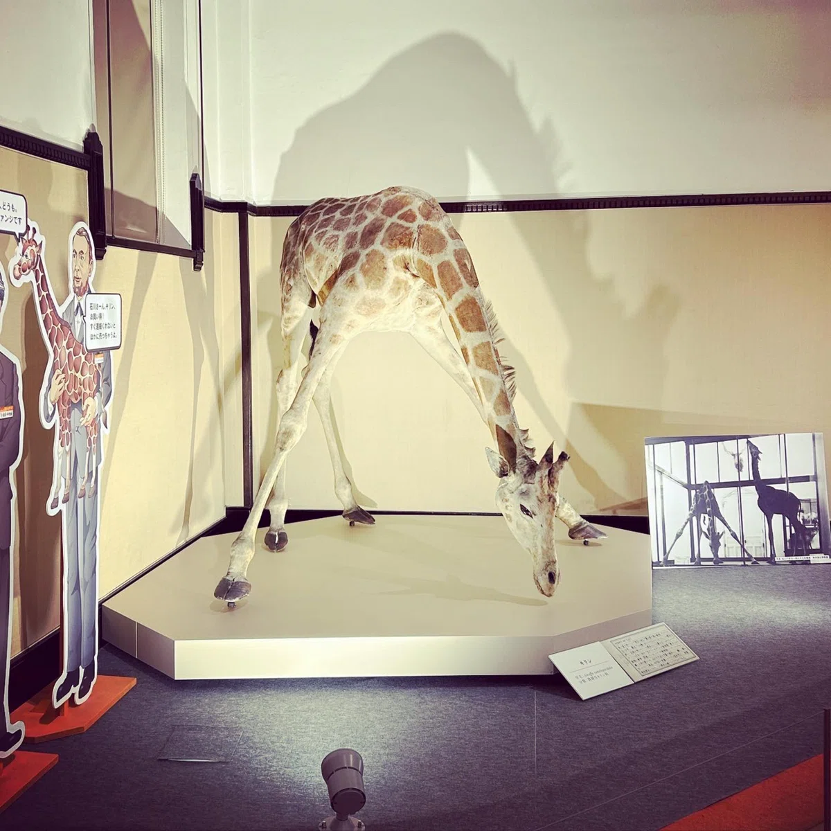 企画展「科博の標本・資料でたどる日本の哺乳類学の軌跡」に行ってきた