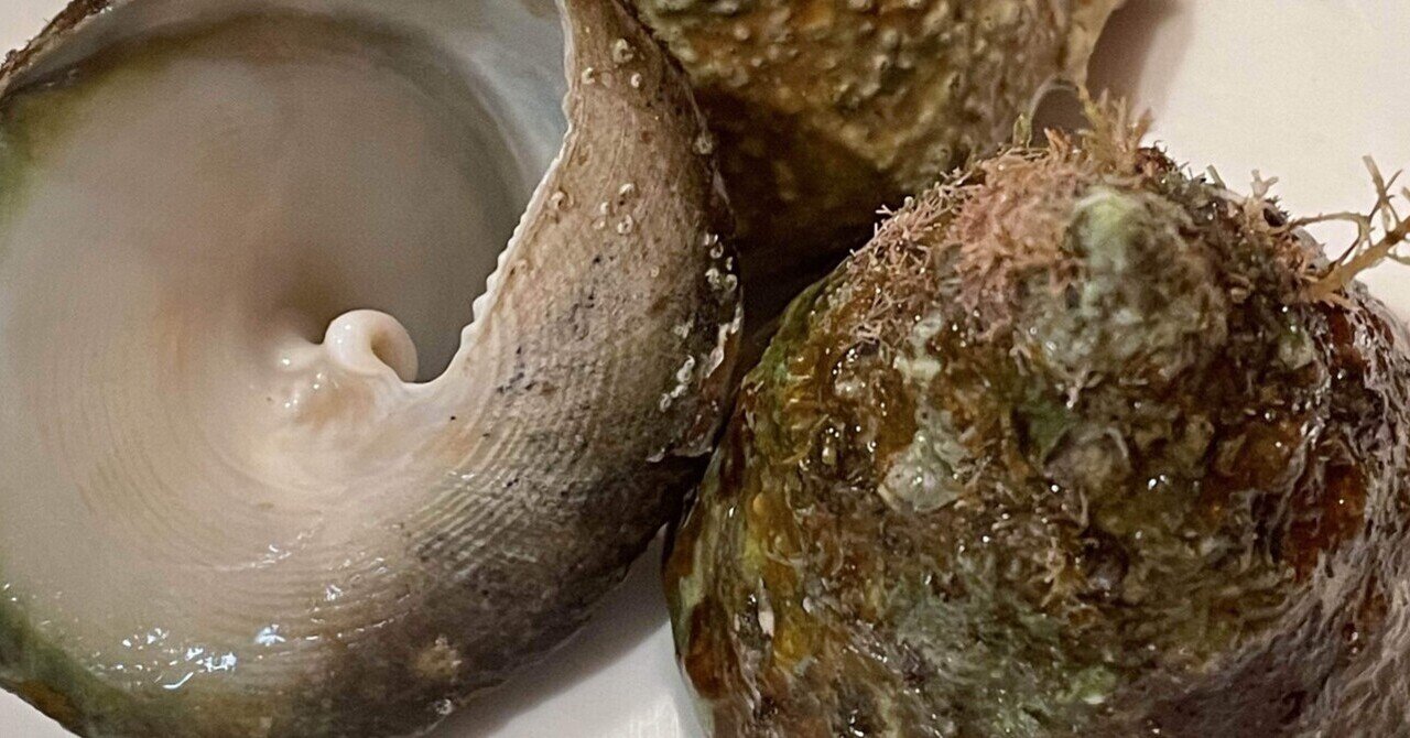 しったか貝！知ってますか？】｜ニコニコキッチンさんさん