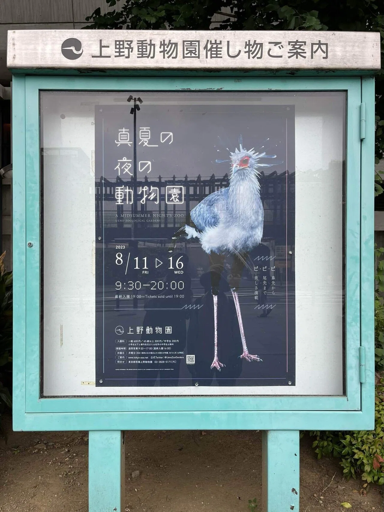 【真夏の夜の動物園】 おはようございます。 朝の天気予報で「最高気温は30度、過ごしやすいでしょう」、そういわれてもなあ。 仕事場に向かうとき ...