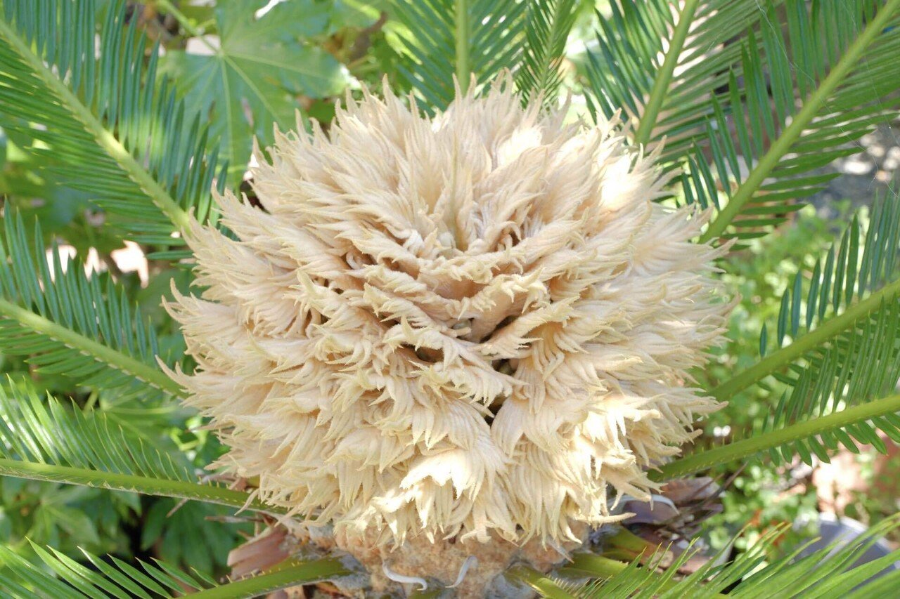 幸運が訪れる？珍しい花、蘇鉄｜あ〜さ☆