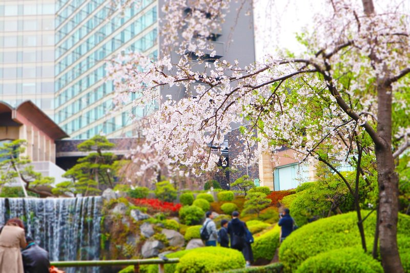 ３月の帰社日inホテルニューオータニ 東京の春の日本庭園を満喫 ラフなひとこと 目黒にあるsesエンジニアの会社です Note