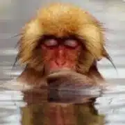 孤独猿
