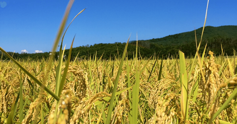 農家に聞く、阿賀野市の米農業