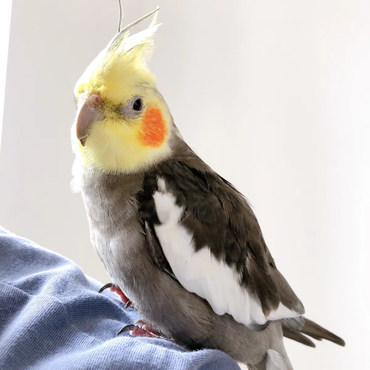もうすぐ24歳のオカメインコ｜ピノ🇫🇷
