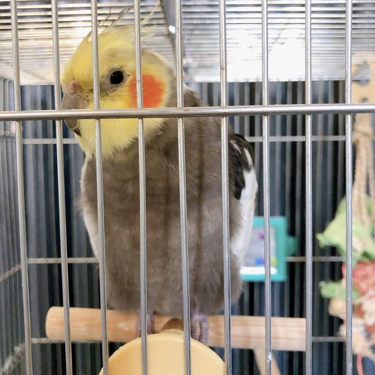 もうすぐ24歳のオカメインコ｜ピノ🇫🇷