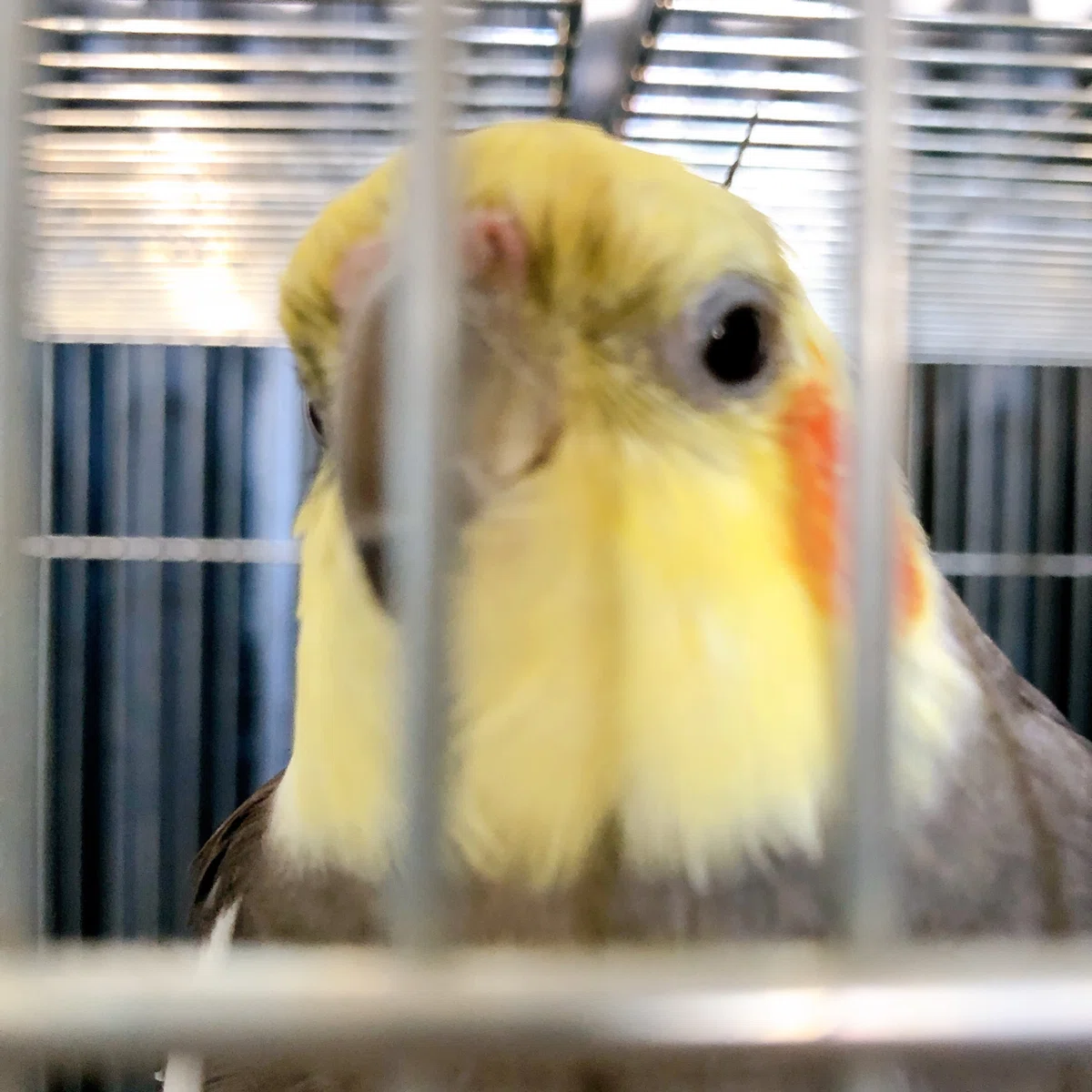 オカメインコ もうすぐ24歳のオカメインコ｜ピノ🇫🇷