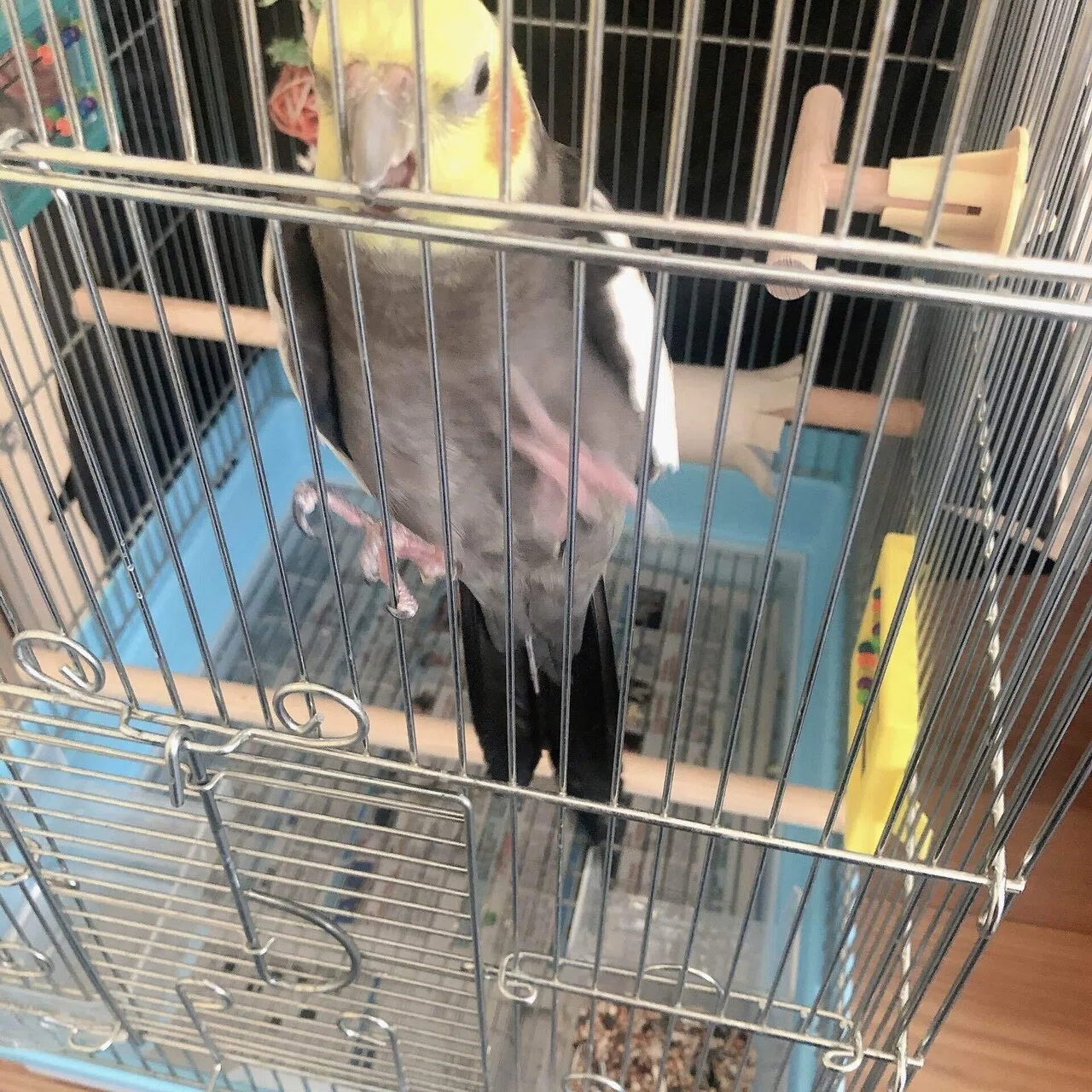 もうすぐ24歳のオカメインコ｜ピノ🇫🇷