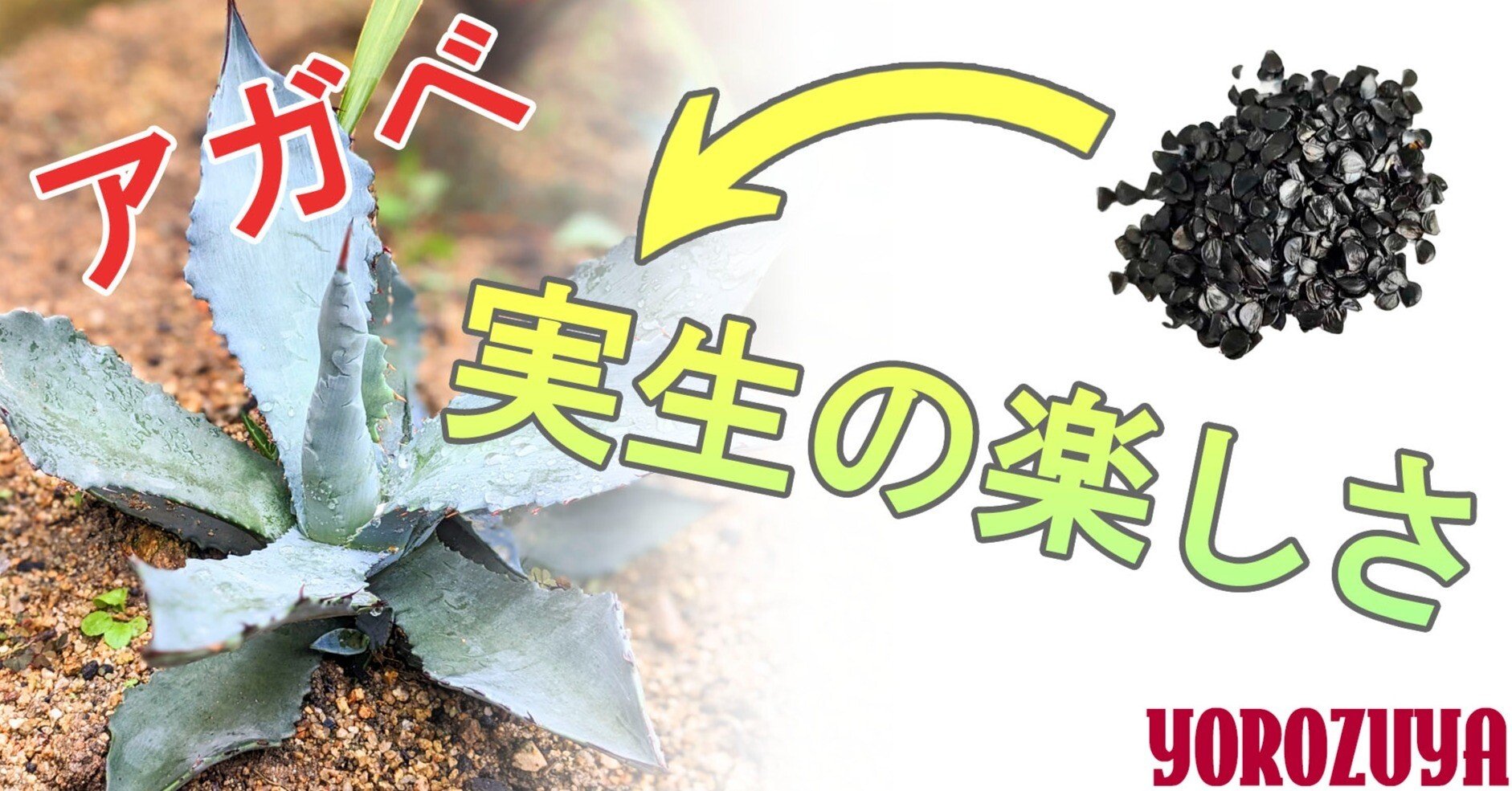 アガベ～実生（みしょう）の楽しさ｜yorozuya377
