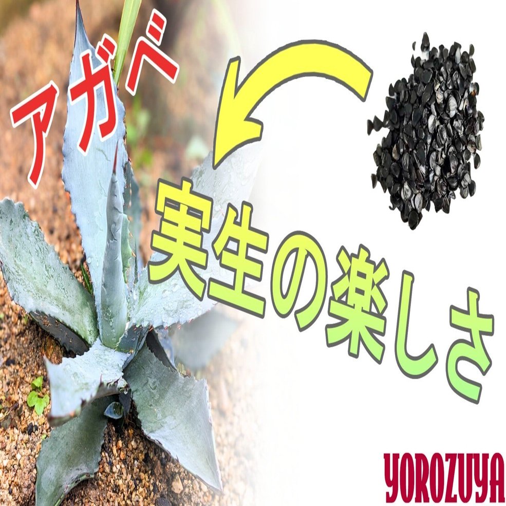 アガベ～実生（みしょう）の楽しさ｜yorozuya377