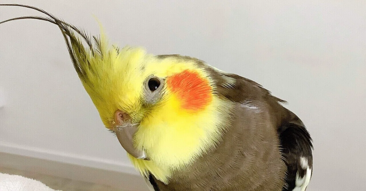 もうすぐ24歳のオカメインコ｜ピノ🇫🇷